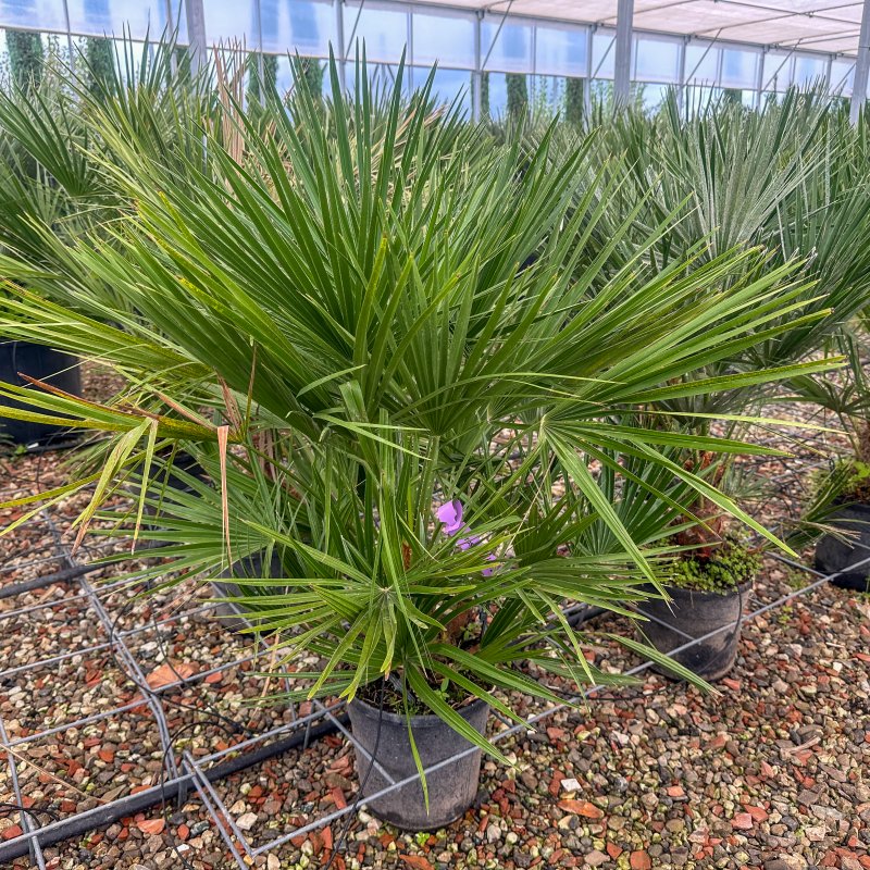 Chamaerops Humilis (Palmička nízka) - kont. C7L, výška 40-60 cm